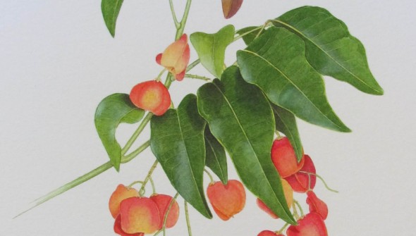 Bushy Tamarind - Botanical Watercolour