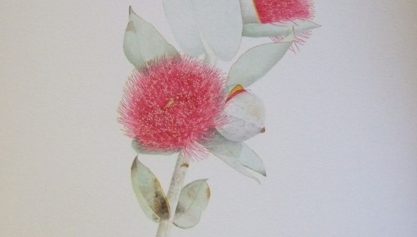 Eucalyptus macrocarpa - Botanical Watercolour