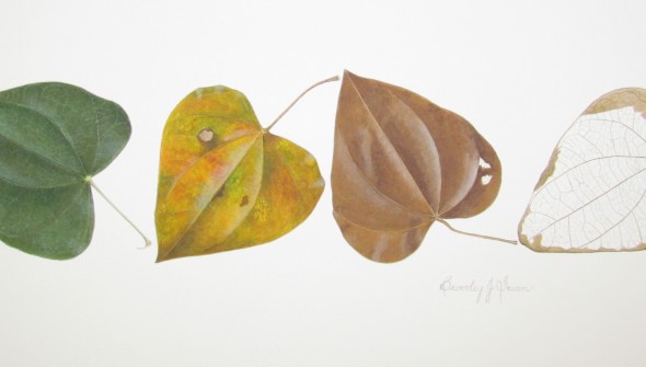 Leaf Lifecycle - Botanical Watercolour