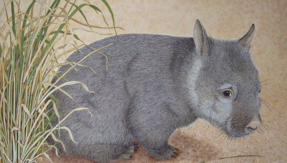 Southern hairy nosed wombat - Wildlife Watercolour