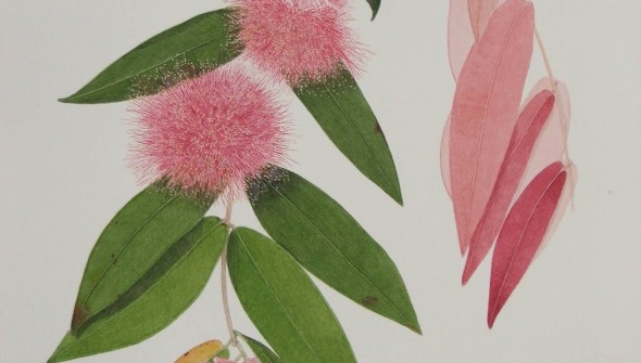 Syzygium wilsonii - Botanical Watercolour