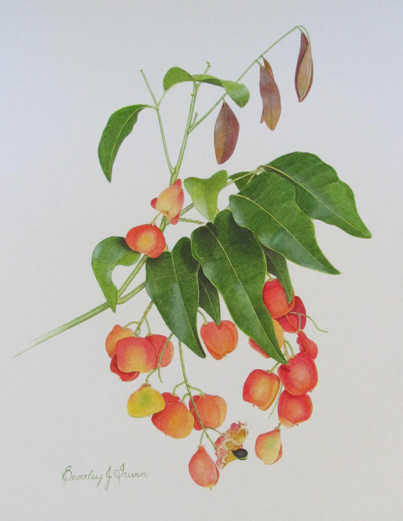 Orange/red flowers on a branch