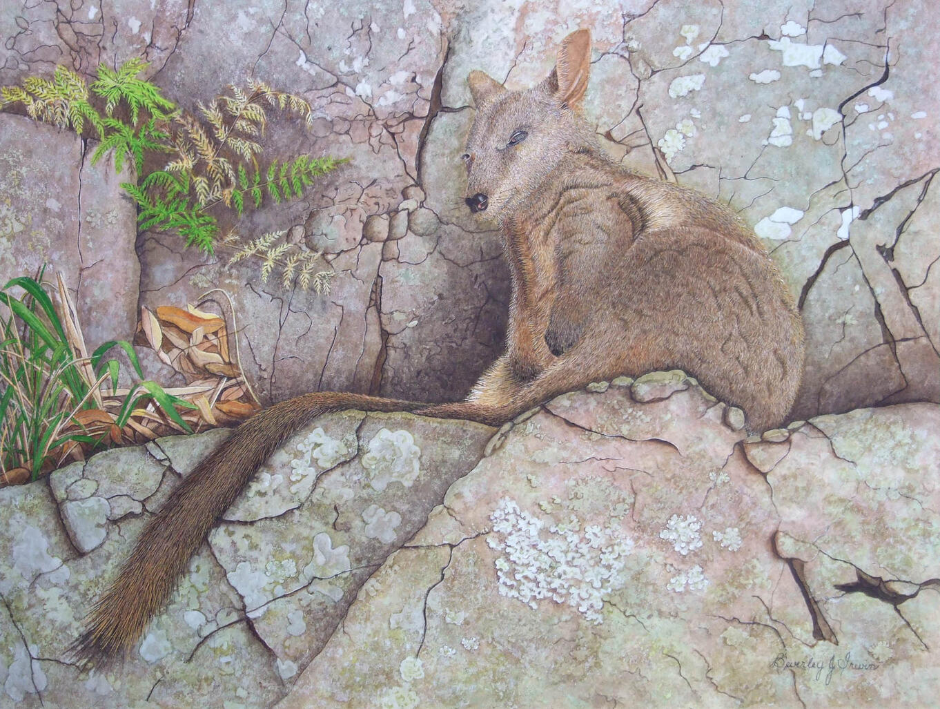 Wallaby napping against grey rock wall