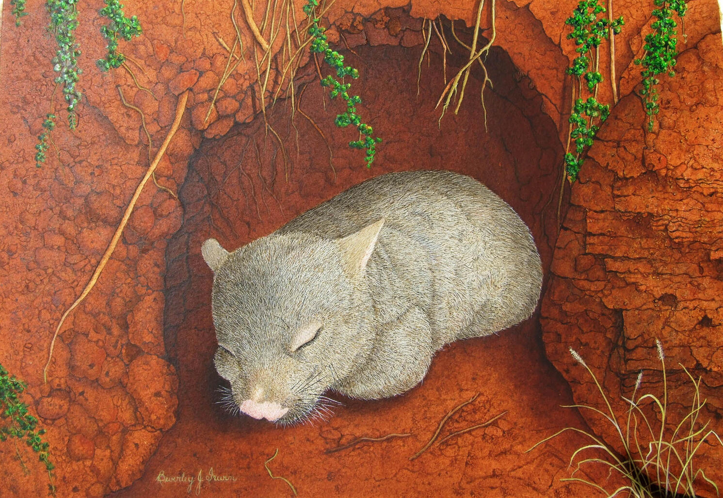 Sleepy wombat in cave of red rock