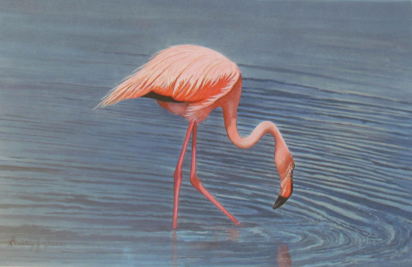 pink flamingo standing in grey blue water