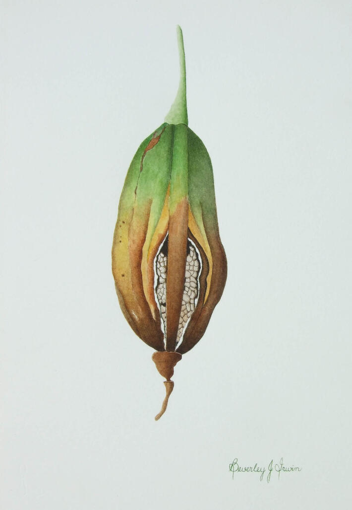 Seed pod starting to open