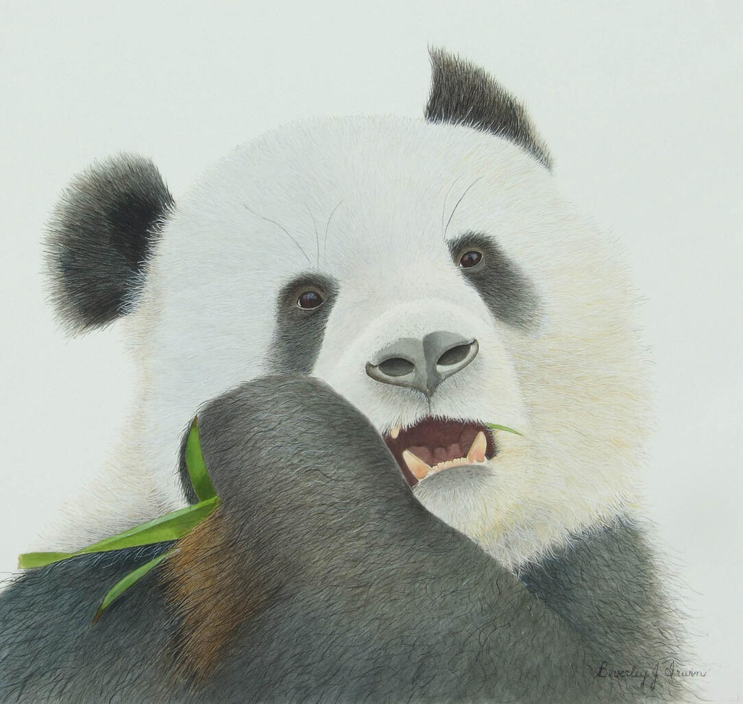 Panda munching on bamboo