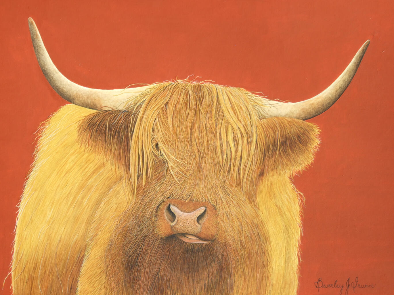 A shaggy highland cow