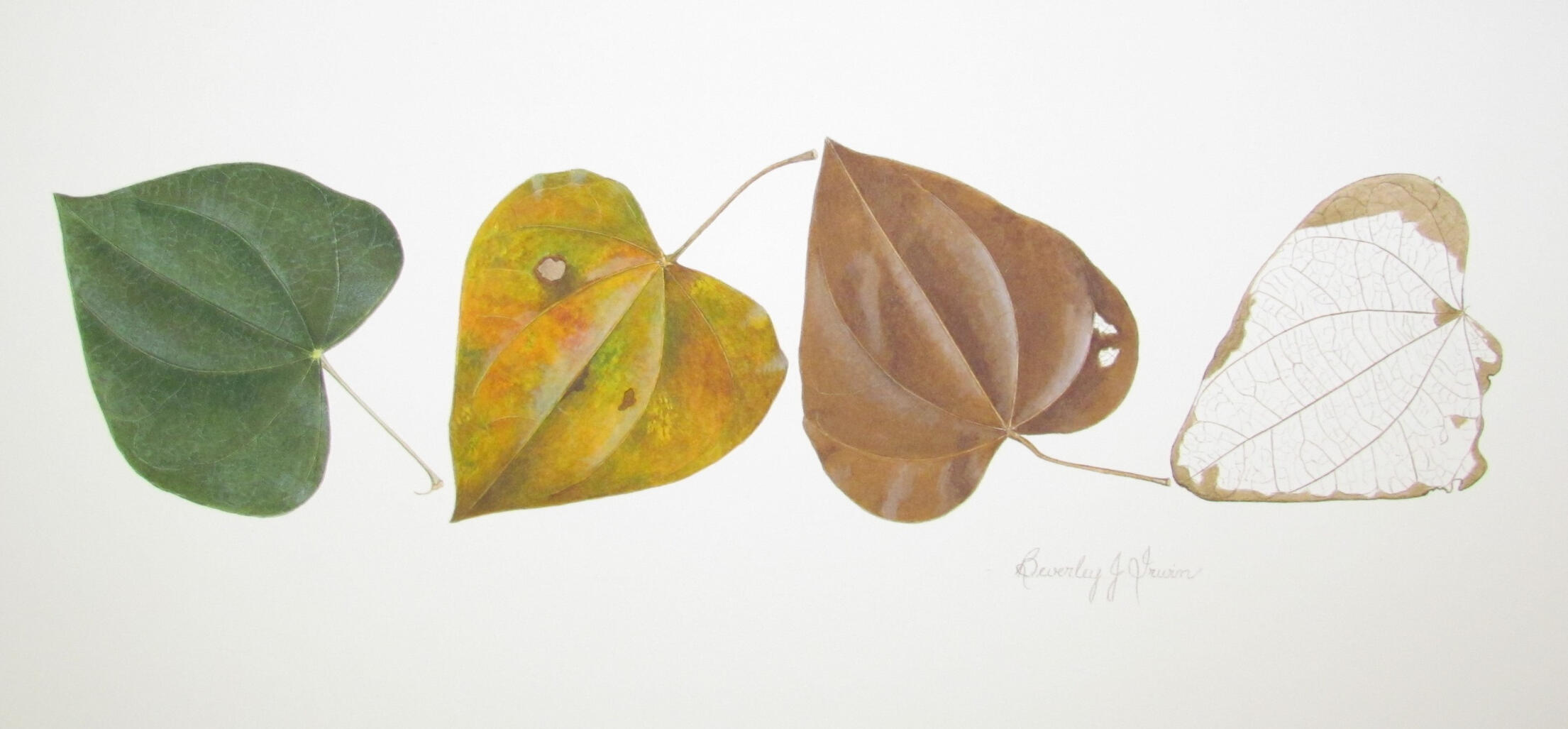 Four leaves - from L-R green, yellow, brown, leaf skeleton