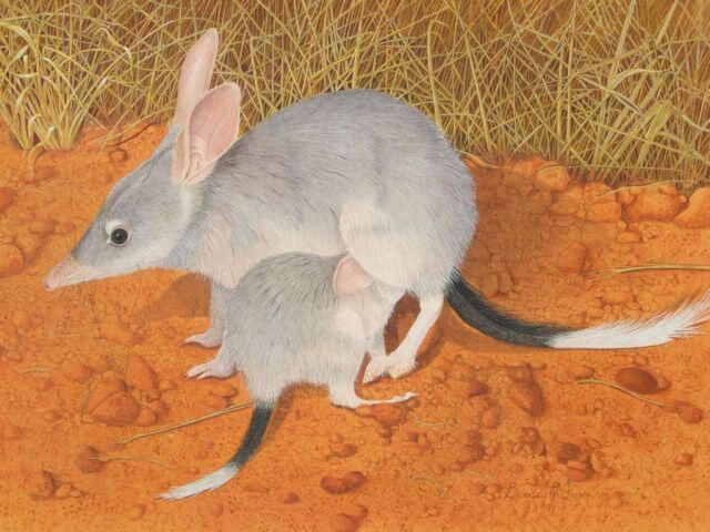baby bilby drinking from mother bilby