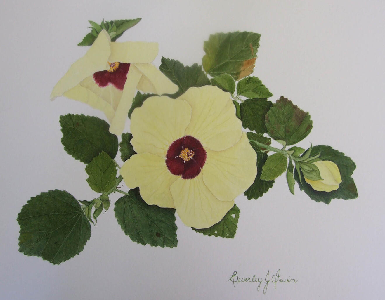 light yellow hibiscus