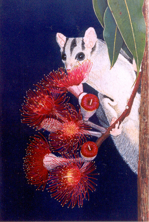 Sugar glider with face against red flowers drinking nectar