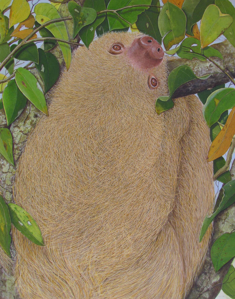 a sloth hanging on a branch