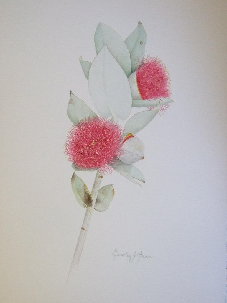 Eucalyptus macrocarpa