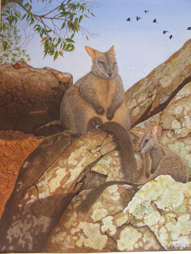 Mother and child rock wallabies on rocks