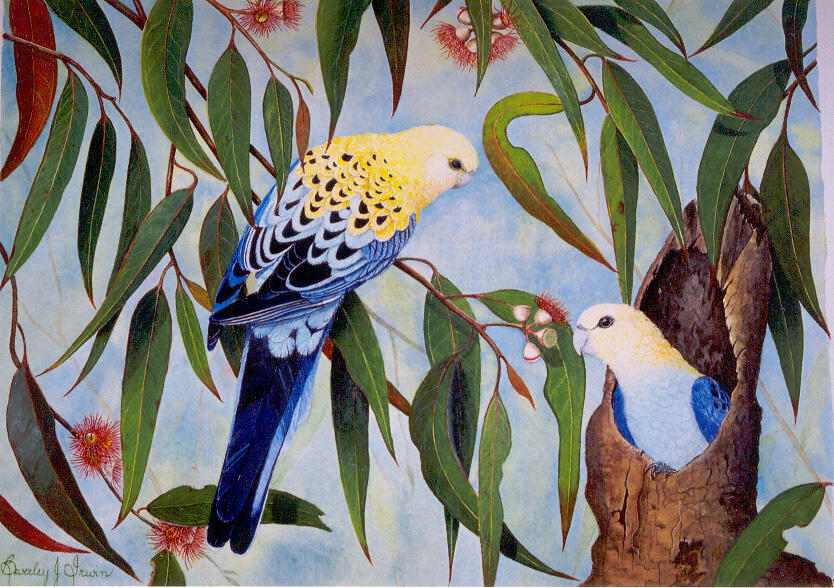 Two yellow, blue and black birds in a gum tree
