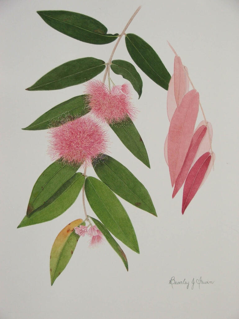 green and new pink leaves with pink fluffy flowers