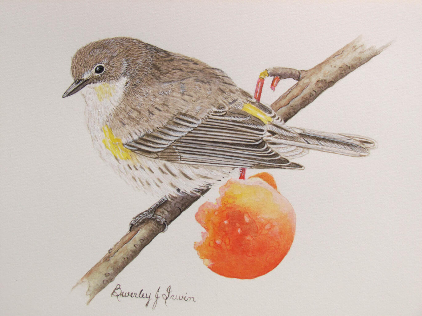 Robbin on a branch with a half eaten peach