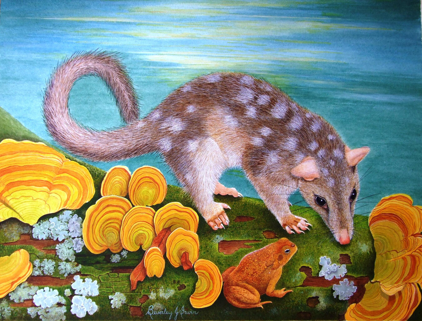 spotted quoll