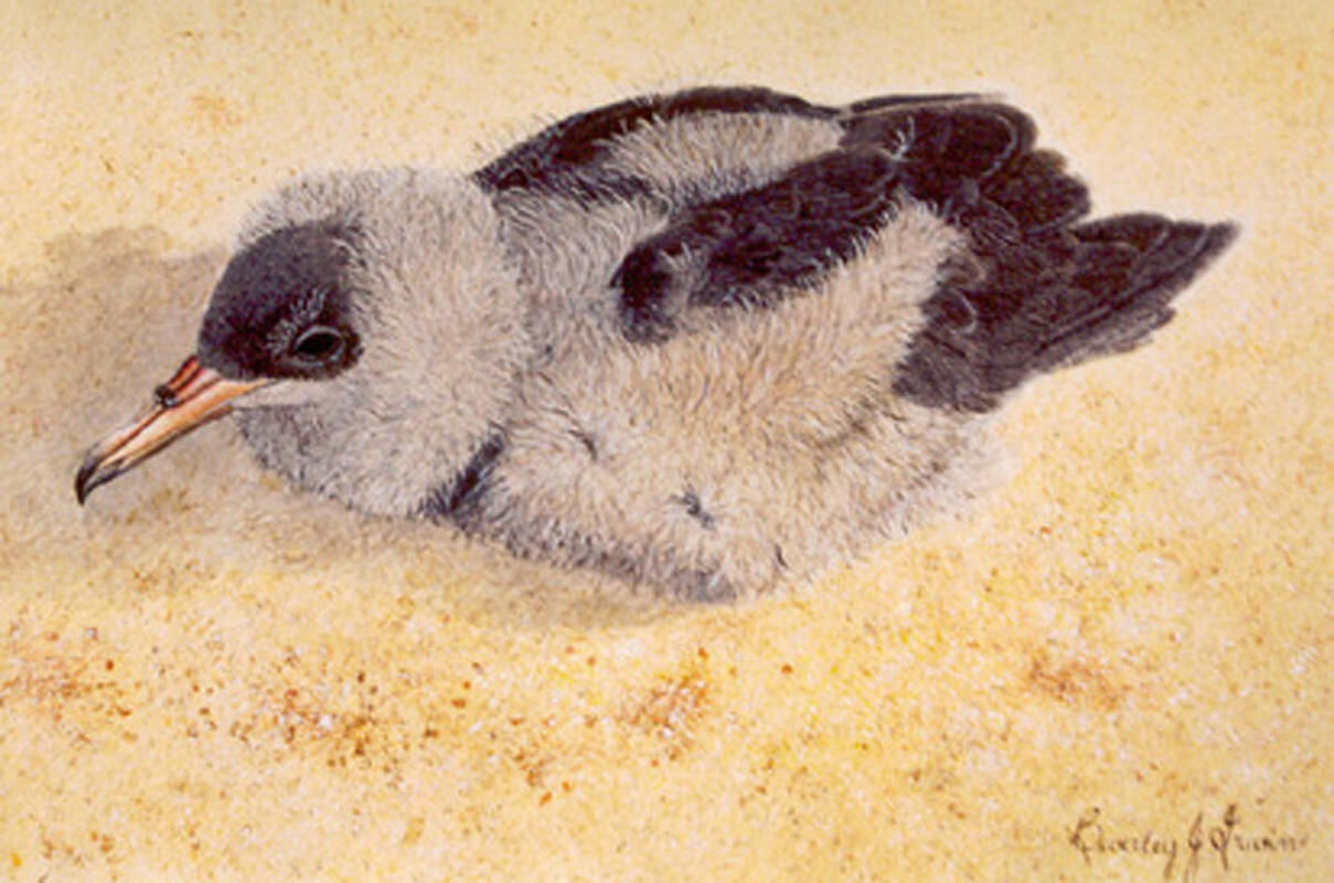 little black and grey bird on ground