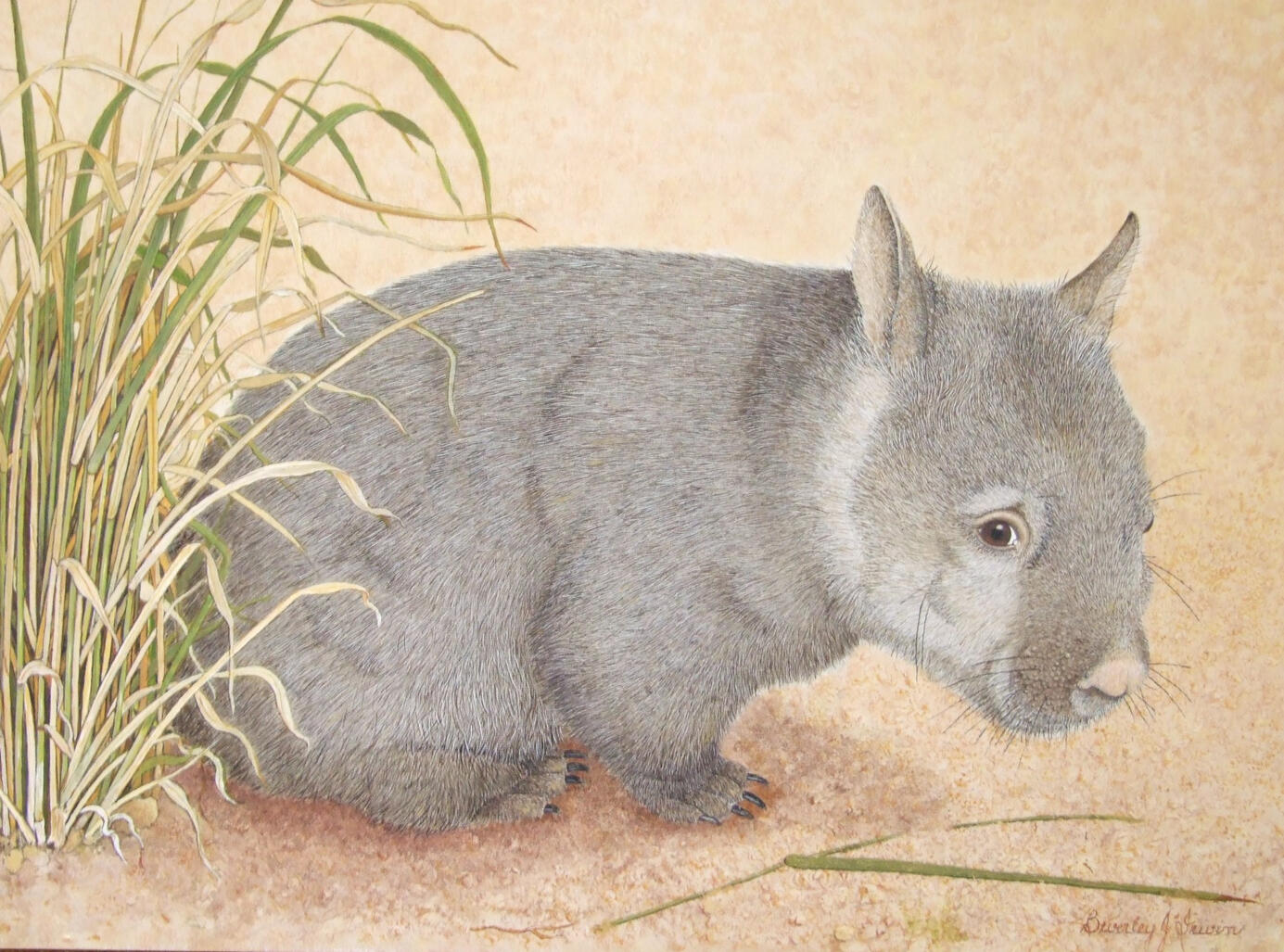 wombat