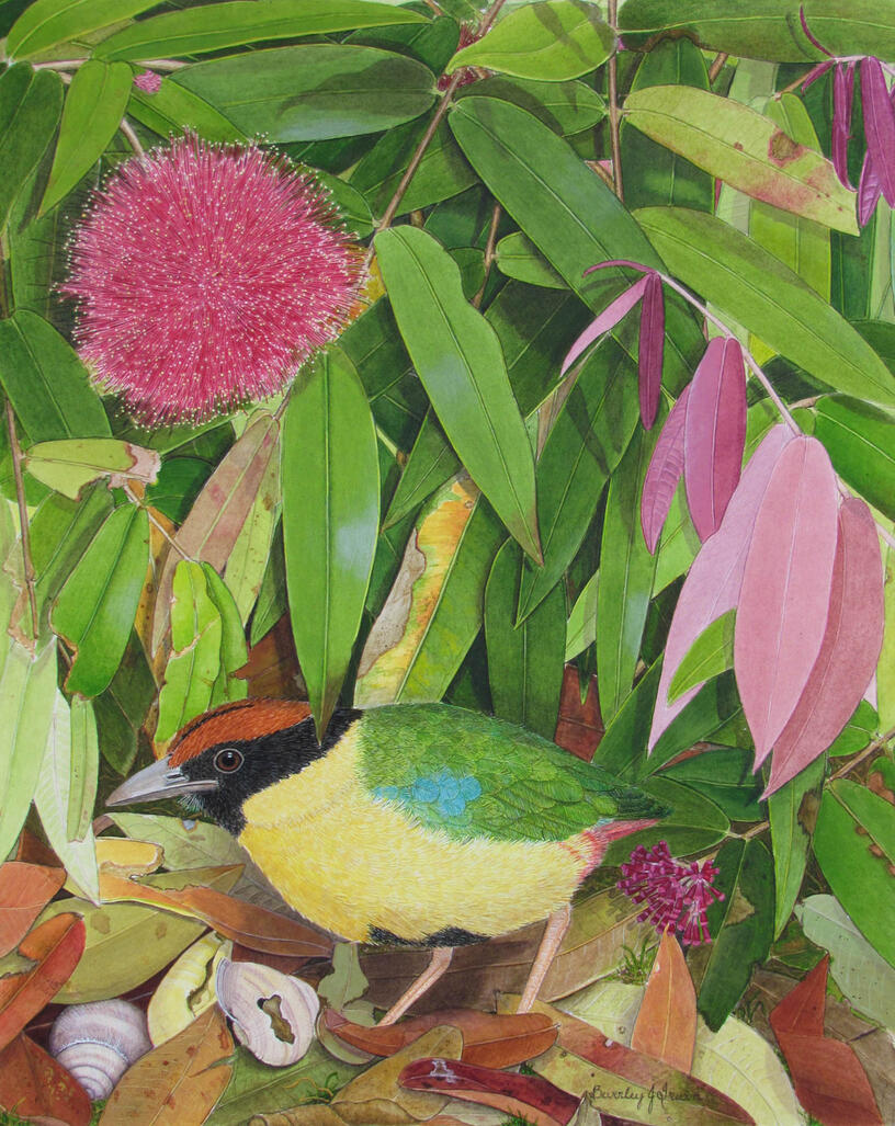 colourful bird on colourful forest floor