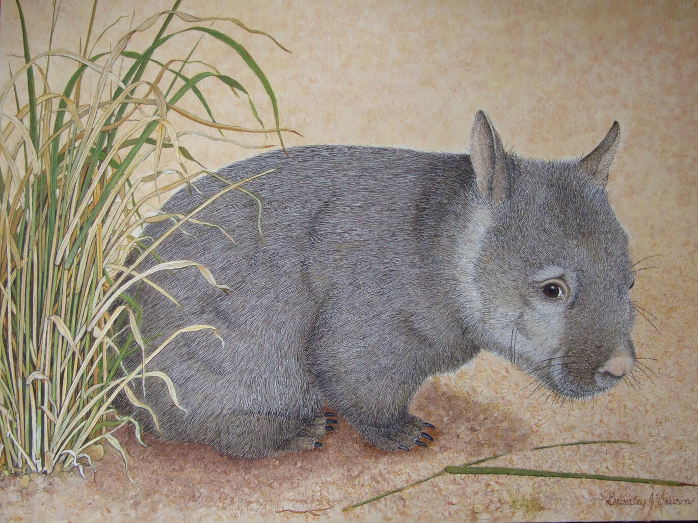 wombat looking out from long grass