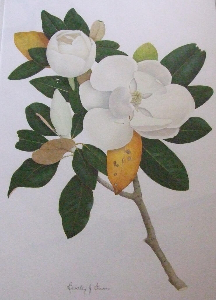 White magnolia with dark green leaves in background