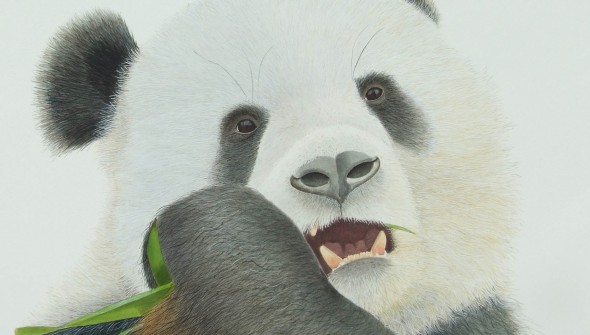 Bamboo for Breakfast - Wildlife Watercolour