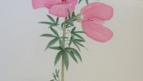 Hibiscus splendens - Botanical Watercolour