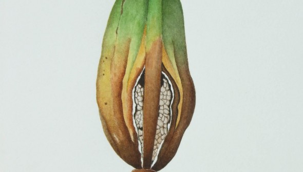 King Orchid Seed - Botanical Watercolour