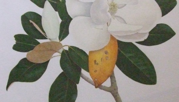 The White Magnolia - Botanical Watercolour