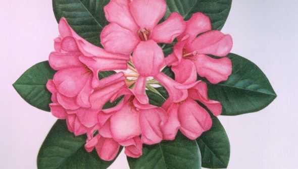 Tropical rhododendron - Botanical Watercolour